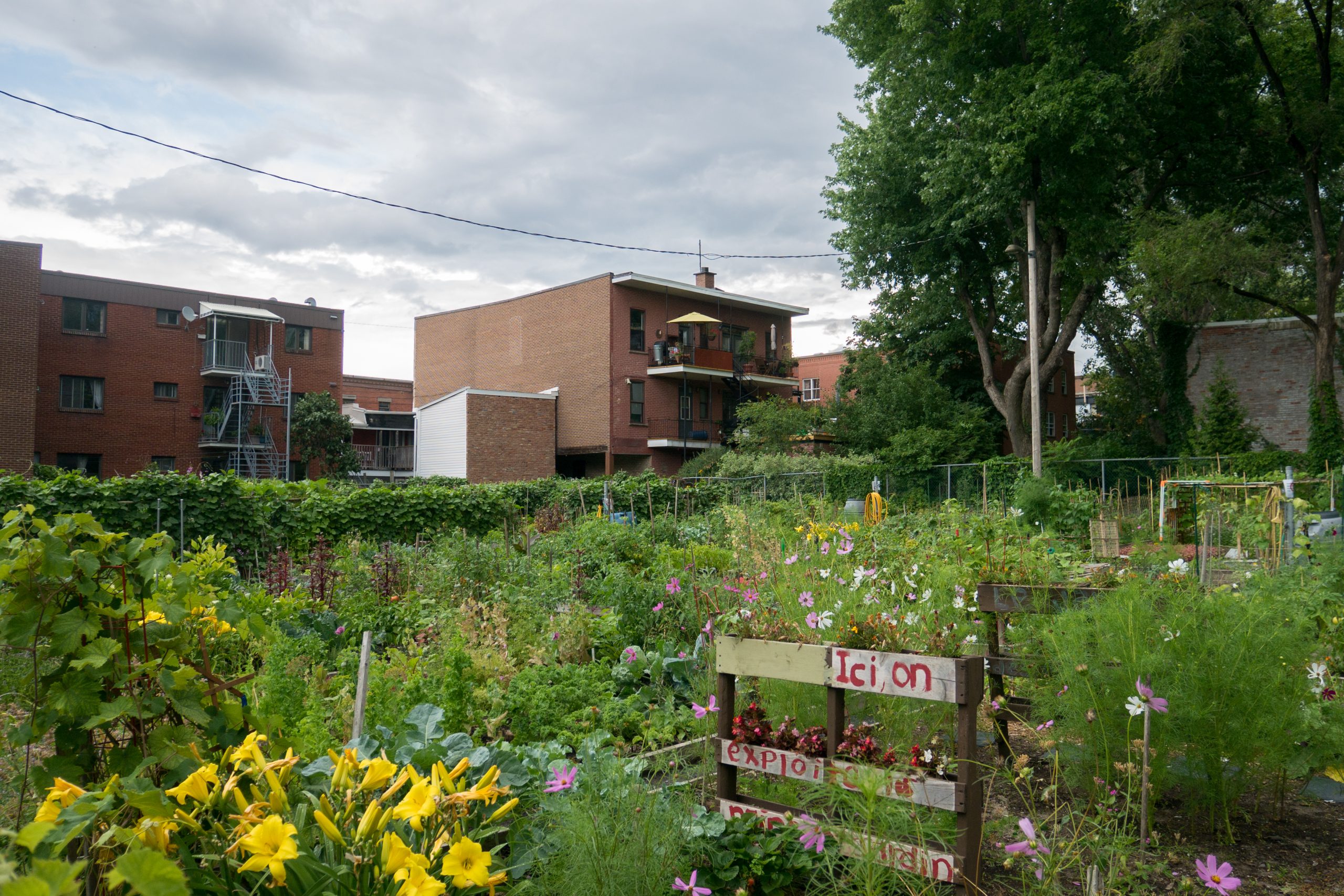 Photo d'un jardin communautaire en avant plan et en arrière des bâtiments du Centre-Sud